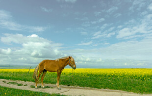 田野中骏马独行