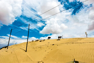 沙漠风光与云端下的牛群