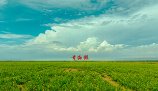 绿野中红伞点缀的田园景