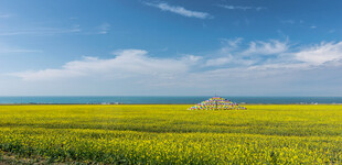金黄油菜花海与蓝天