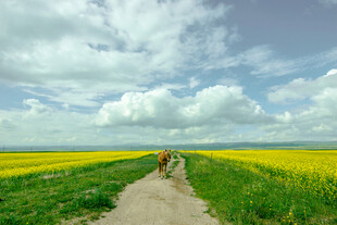 漫步油菜花海间小道