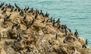 海鸟群聚于礁石之上