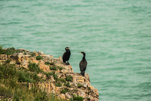崖边双鸟望碧海