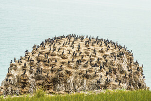 海鸟聚集的壮观岩石景观