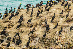 海鸟聚集在岩石上