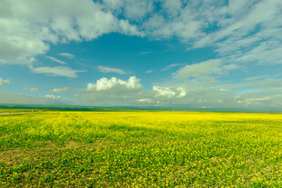 金黄油菜花海 蓝天相伴