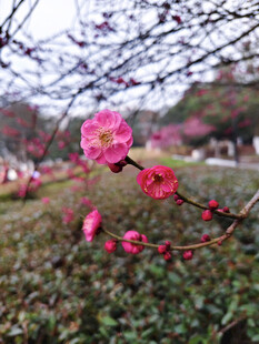 枝头红梅花