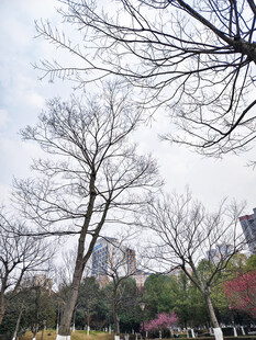 冬日枯树与远处繁花景象