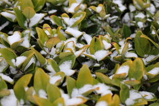 雪覆绿叶的清新景致