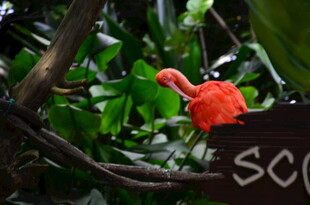 枝头红鸟栖于绿植间