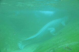 水下优雅游动的神秘生物