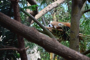 小熊猫在林间休憩