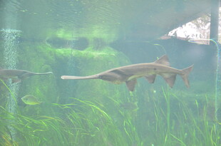 水中游弋的奇异鱼类