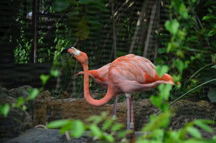 优雅火烈鸟于自然中休憩