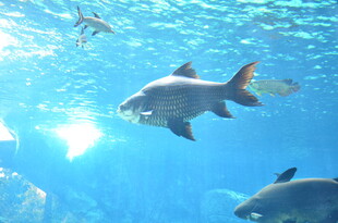 水族馆中游动的美丽鱼类