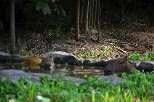 溪边休憩的野生动物