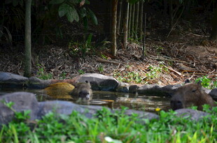 溪边休憩的野生动物
