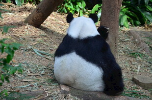 憨态熊猫背身坐于林间