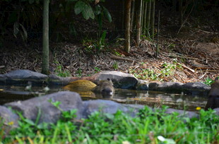 林间溪边的悠闲小动物
