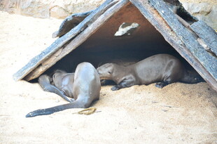 水獭在小屋下休憩