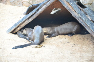 小狗在小屋下惬意休憩