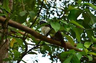 树枝上栖息的鸟