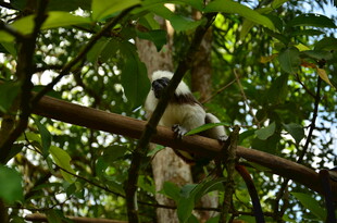 林间白脸卷尾猴