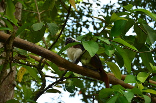 树枝上休憩的小鸟