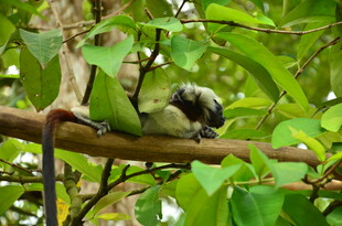 枝头休憩的绿鹦鹉