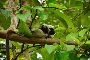 树枝上的可爱狐猴