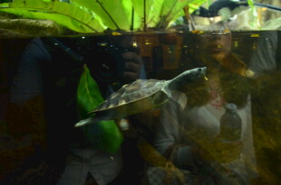 缸中游动的可爱小乌龟