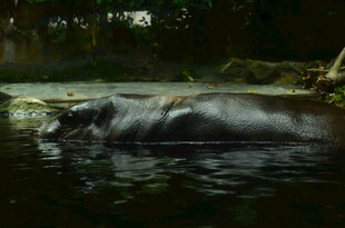 水中的河马