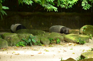 石上休憩的两只大熊猫