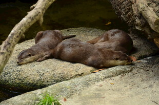 石上休憩的可爱水獭