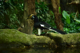 林边栖息的黑白相间鸟儿