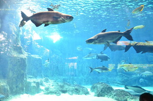 海底鱼群畅游景象