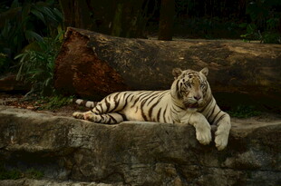 白虎休憩于石上