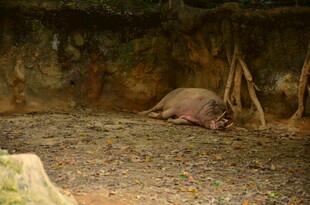 洞穴中休憩的野猪