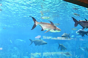 水族馆内畅游的群鱼