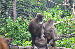 树枝上的几只猴子