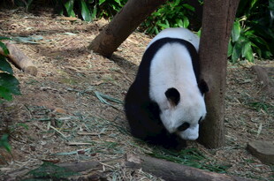 低头觅食的可爱大熊猫