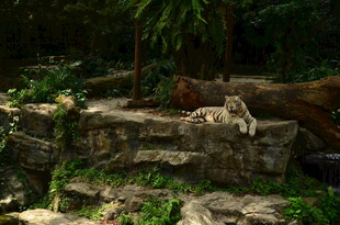 岩石上休憩的野生动物