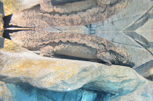 抽象纹理岩石景观