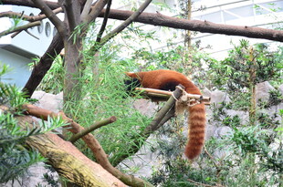 小熊猫栖息于枝头