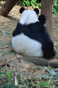 憨态可掬的大熊猫背影