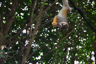 树上倒挂的可爱猴子