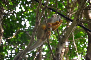 树上悬挂的彩色松鼠