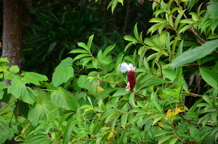 丛林中的艳丽奇特花朵