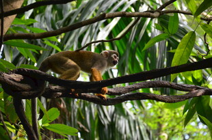 树枝上的松鼠猴