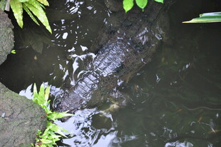 池塘边的绿植与水面